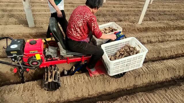 围观大姜种植机,一人就能种姜,运姜种姜盖土铺滴灌,太省工了!