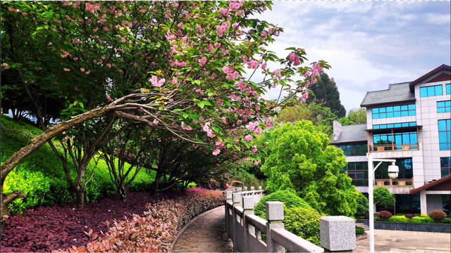 最美人间四月天:衡阳虎形山公园樱花观赏桃花竞艳,落英缤纷