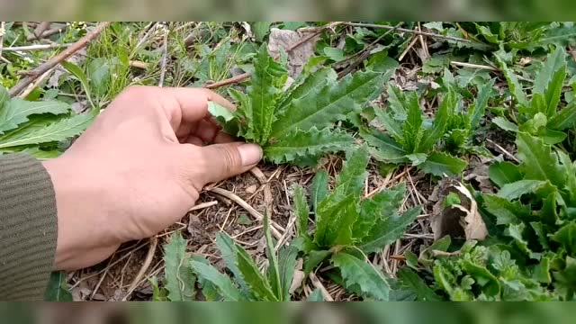 春天农村野菜系列之七七菜!很神奇也很奇葩家禽都嫌弃,吃一口爽