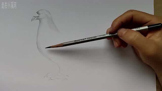教你用彩铅画一只逼真的鸽子还带立体效果的哦比去上课还是实用