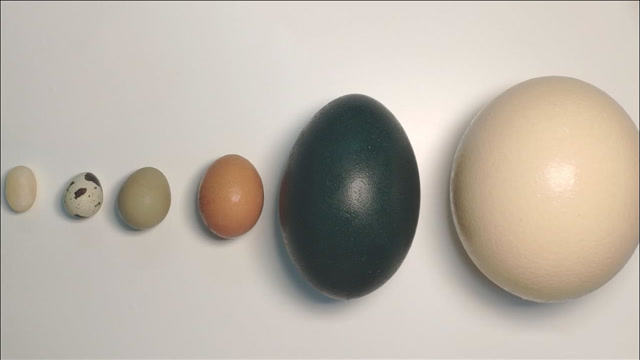 不同颜色大小的蛋,差别会很大吗?老外敲开后也没啥不一样