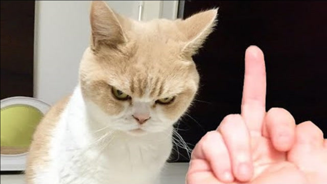 宠主对着猫咪竖中指,猫咪顿时就怒了,一口咬上来