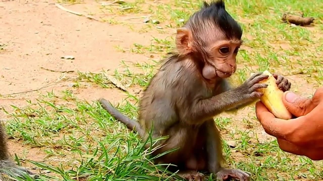 小肥猴拽着香蕉,害怕游客不让吃!