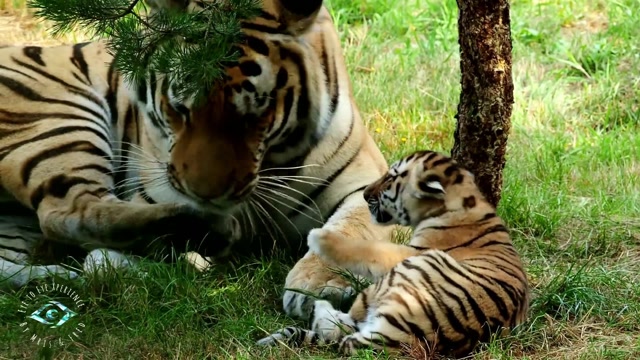 虎爸和虎妈一起带娃