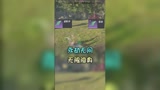 永劫无间，凌波虚影步，无限隐身！