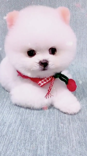 你想养几只茶杯犬呢?