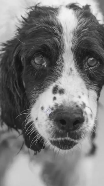汶川地震最后一只搜救犬冰洁离世1岁时搜救出13条生命
