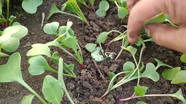 小菜长得绿油油的真喜人小萝卜该间苗了,间多远合适呢