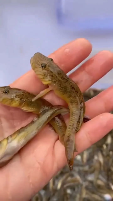 这是我们叫木头鱼,听说只有广西人知道的一种食物!