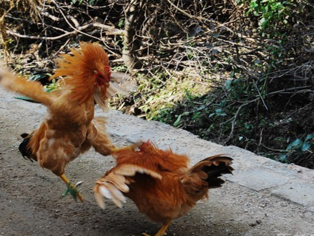 有爱的狗狗:两只鸡打架 黄狗来劝和