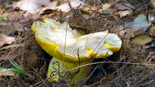 太美了!云南大山里的野生大菌菇