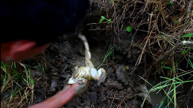 农田边的水沟里抓肥大的田鸡