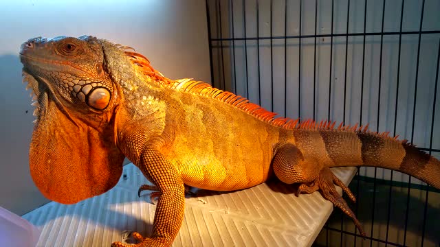 美洲鬣蜥 红鬣蜥