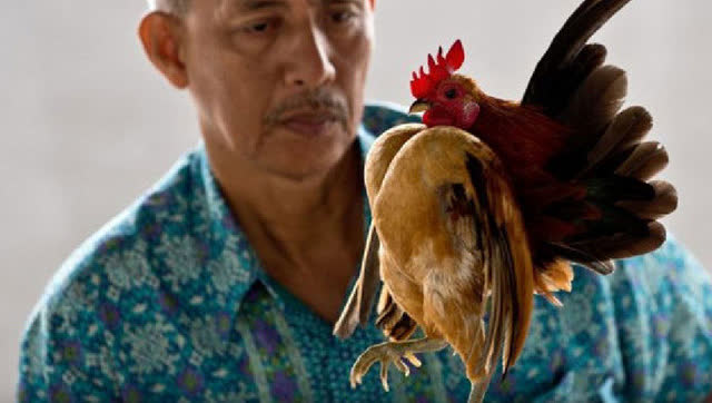 纯种马来西亚玲珑鸡 又称赛拉玛元首的宠物