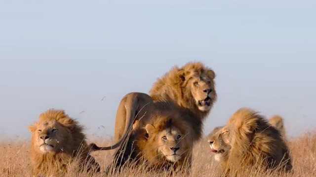 雄狮四兄弟,太霸气了!