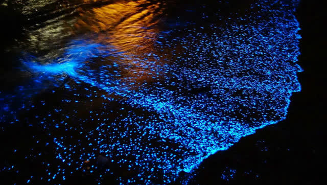 会发光的海水!你见过荧光的海吗?