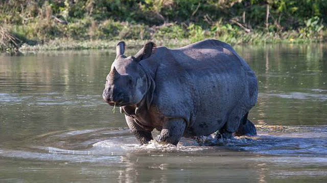 鳄鱼和犀牛相比,谁比较厉害!
