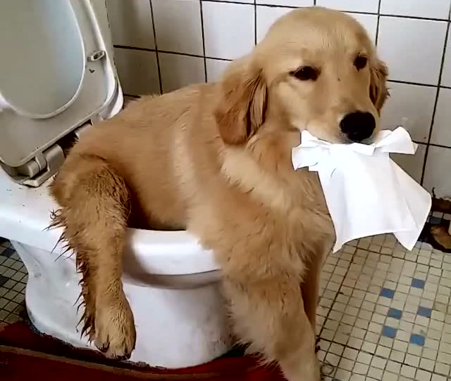 金毛自己叼着卫生纸,坐在马桶上拉臭臭!