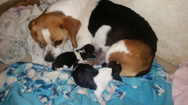 刚出生一天的小比格犬 这么萌好想上去咬一口!