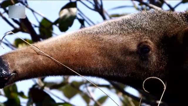 大食蚁兽有着超长的舌头,舔食白蚁不费吹灰之力