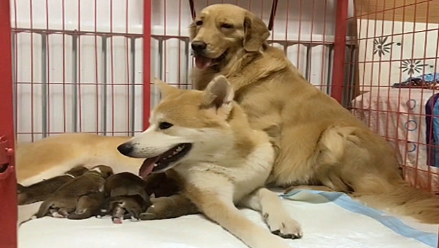 秋田犬在给宝宝喂奶,一旁的金毛母性大发,眼神里都是戏