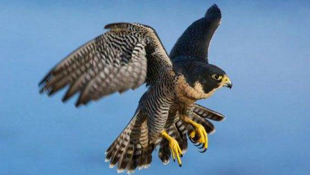 猎鹰捕食镜头,太壮观了,不容错过!