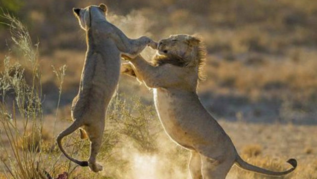 年轻狮子对战强壮的公水牛, 场面激烈