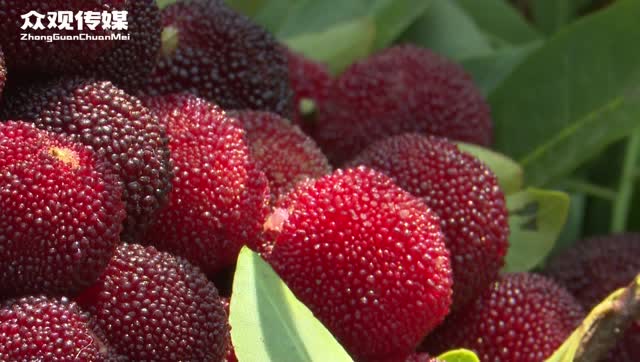 坪石杨梅成熟季