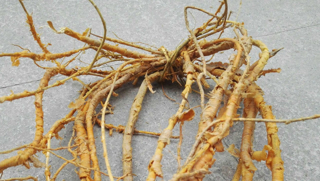 农村这种草头药树根用来煲汤,对治愈慢性肝炎有很好的奇效