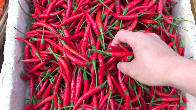 大红辣子尝一口就辣得舌头伸长脸发红潮,你敢吃吗?