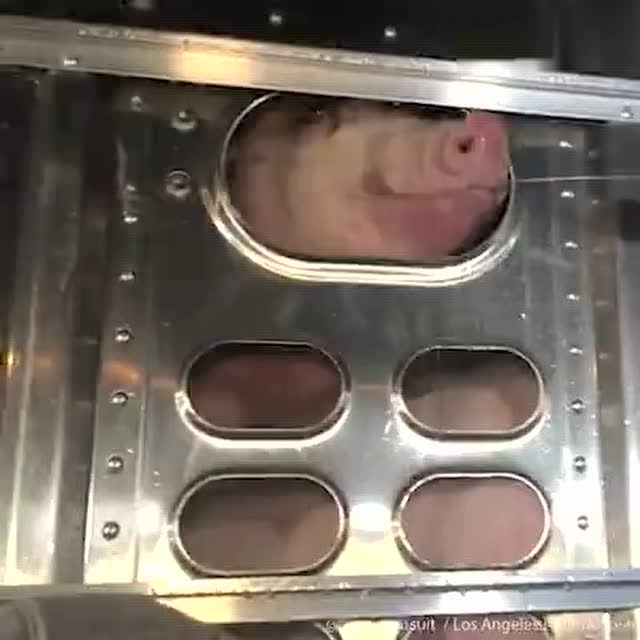 你吃的猪肉，来自这些受苦难的生命