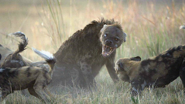 非洲野狗与鬣狗的打斗图片