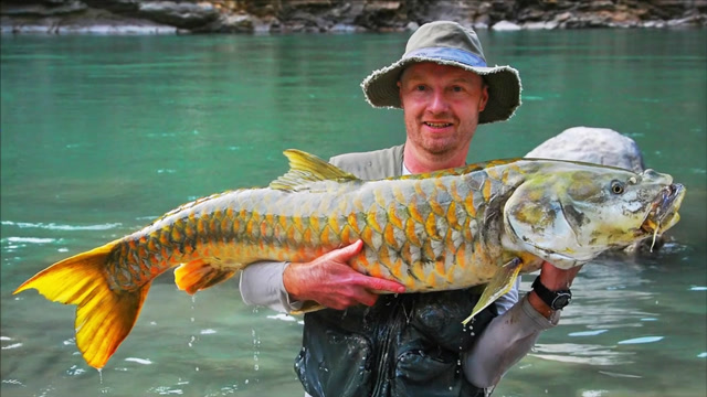 带你见识大山里的淡水鱼王,一条身价几万块!