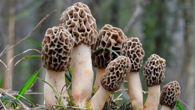 农村称它鸡蛋花补肾壮阳有一套城里人没见过