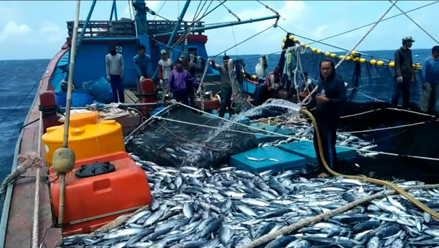这么多鱼这么办,海上捕鱼渔网还没收完,渔船里的鱼就满了