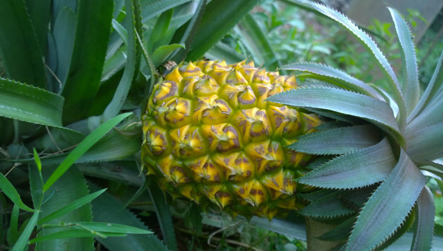 实拍,山上刚摘的新鲜水果是美容减肥圣果