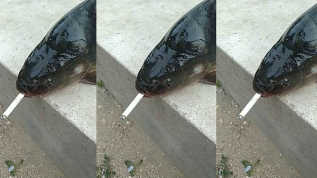 一只伤心的鱼,有点醉一直在抽烟!