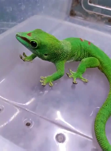 绿色的爬行宠物蜥蜴萌可爱