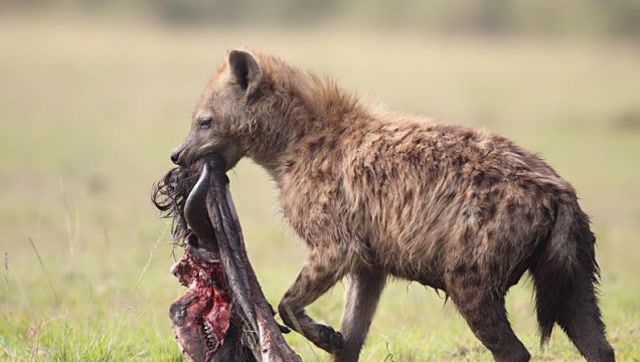 鬣狗群残忍攻击流浪同类,殊不知一只雄狮正在赶来!
