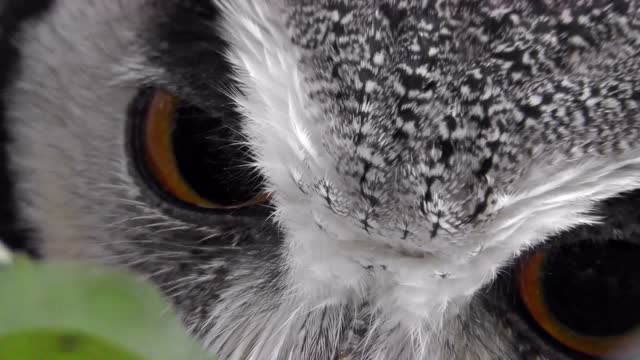 近距离看白脸角鸮博士,喂喂喂怎么一脸正经的样子啊!笑一下呗