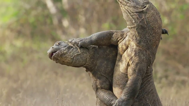 两只巨蜥撕咬起来,光听声音就觉得好痛!