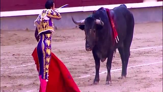 斗牛场竞技,蛮牛难逃斗牛士刺喉一剑的厄运