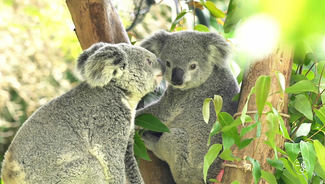 实拍全球唯一的考拉双胞胎,出生仅花生米大小,萌翻了!