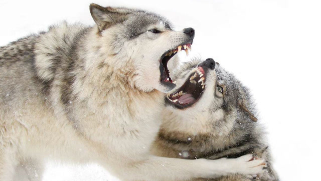 狼王大战,新狼王年轻力壮,老狼王打不过喊老婆一起上,结果