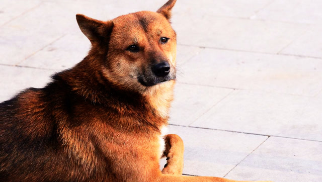 主人花40买的土狗,专家:这才是极品!