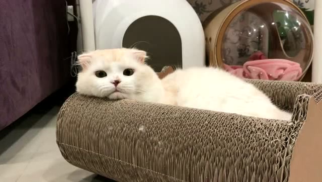 喵星人躺着一动不动,不看肚子以为是个图片