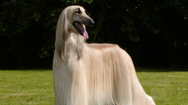 国外唯一可以出入五星级酒店的犬种,高傲的如同君王