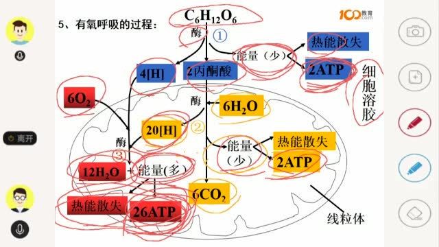 高中生物三步走,轻松掌握细胞有氧呼吸全过程