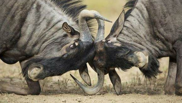 两头角马打架互相用马角锁住,鬣狗趁机撕咬