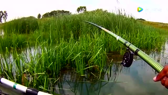 钓鱼:水草清清地,这个是钓鱼好地方!
